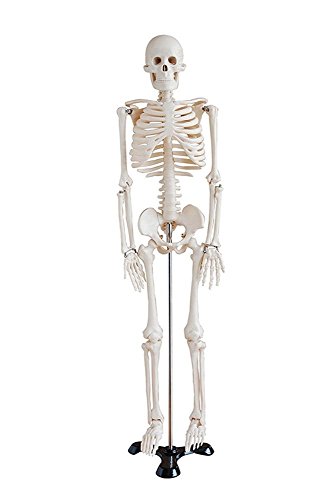 Display4top modelo médico anatómica esqueleto humano esquelético 85cm