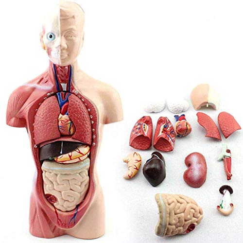 Minsong 28cm Torso humano Modelo de anatomía Viscera Corazón Cerebro Esqueleto Médico Ayudas de enseñanza