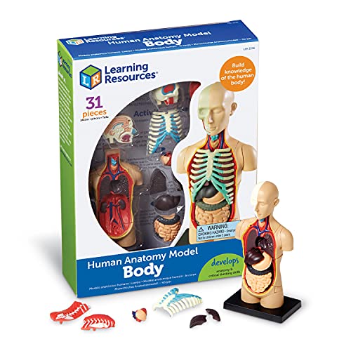 Recursos de aprendizaje LER3336 Modelo de anatomía Cuerpo humano